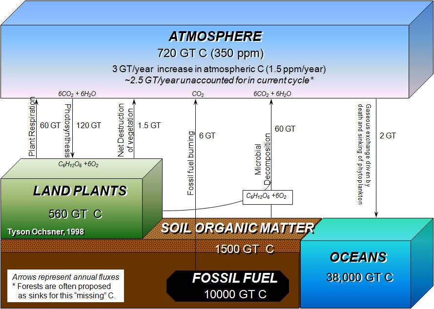 Carbon Cycle